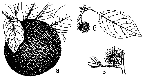 Маклюра плодоносная: а — соплодие; б — тычиночное соцветие; в — пестичное соцветие.