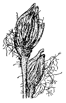 Рис. 2. Скопление червей под колосковыми чешуйками вокруг цветка, где происходит их размножение.