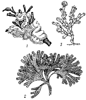 Рис. 1. Мшанки: 1 — Flustrella hispida; 2 — Dendrobeania flustroides; 3 — Bugula tricuspis.