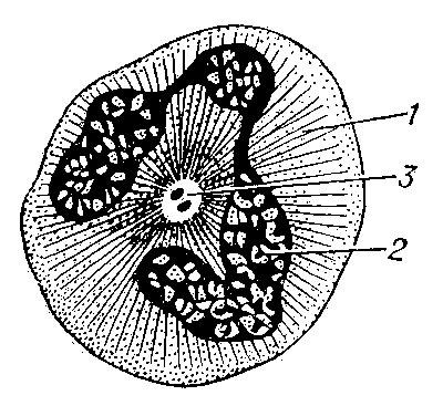 Клеточный центр лейкоцита саламандры: 1 — цитоплазма; 2 — ядро; 3 — клеточный центр.