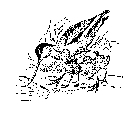 Шилоклювка (R. avosetta) с птенцами.