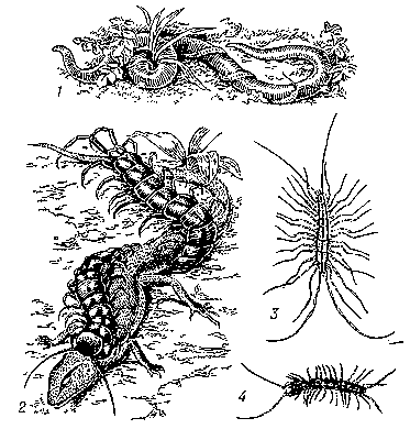 Губоногие: 1 — геофил Geophilus longicornis на дождевом черве; 2 — гигантская сколопендра, нападающая на ящерицу; 3 — мухоловка Scutigera; 4 — костянка Lithobius.