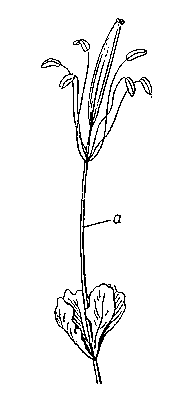 Цветок Pedicellaria: а — андрогинофор.