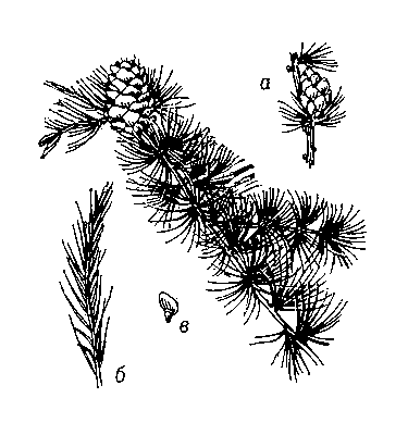 Лиственница сибирская (ветка); а — несозревшая шишка, 6 — однолетний побег, в — семя.