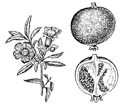 Гранат: ветка с цветками и плод (внизу — в разрезе).