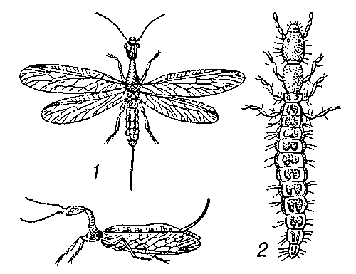 Верблюдка (Raphidia): 1 — взрослое насекомое (вид сверху и сбоку); 2 — личинка.