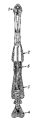 Строение щетинкочелюстных (общий вид): 1 — голова; 2 — передние боковые плавники; 3 — задние боковые плавники; 4 — хвостовой плавник; 5 — кишечник.