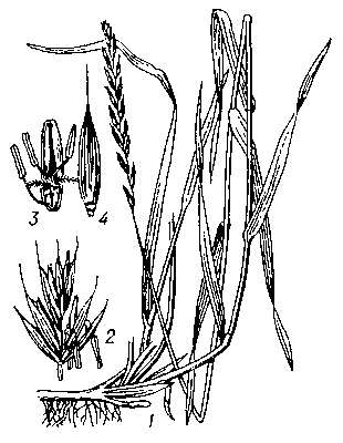 Пырей ползучий: 1 — общий вид; 2 — колосок; 3 — цветок; 4 — нижняя цветковая чешуя.