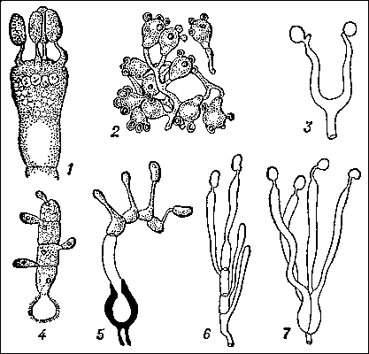 Базидии у грибов из различных родов. Одноклеточные базидии: 1 — Russula; 2 — Sclerodon; 3 — Dacryomyces. многоклетечные базидии: 4 — Ustilago; 5 — Uromyces; 6 — Auricularia; 7 — Tremella.