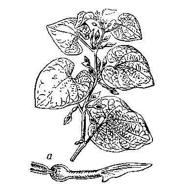 Кирказон ломоносовидный; а — цветок в продольном разрезе.