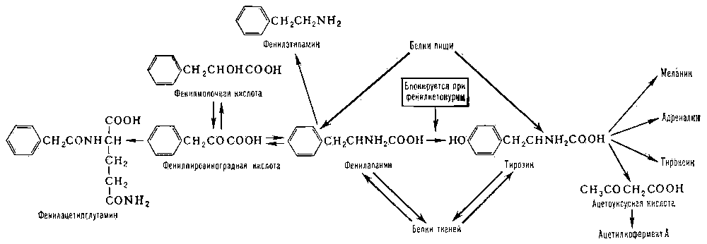 При гниении белков, в