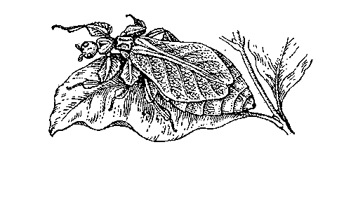 Цейлонский листотел (Phyllium crurifolium).
