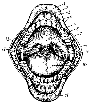 Ротовая полость человека: 1 — верхняя губа; 2 — преддверие рта; 3 — десна; 4 — зубы; 5 — твёрдое нёбо; 6 — мягкое нёбо; 7 — язычок; 8 — нёбно-язычная дужка; 9 — нёбная миндалина; 10 — язык; 11 — нижняя губа; 12 — нёбно-глоточная дужка; 13 — зев.