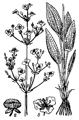 Частуха подорожниковая (верхняя и нижняя части растения); а — плод; б — цветок.