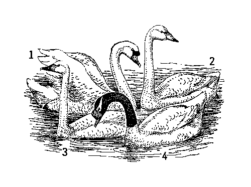 Лебеди: 1 — шипун; 2 — кликун; 3 — малый; 4 — черношеий (Юж. Америка).