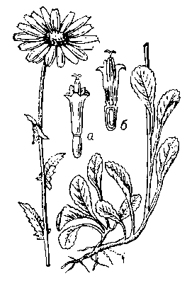 Поповник, верхняя и нижняя части растения; а — трубчатый цветок; б — он же в разрезе.