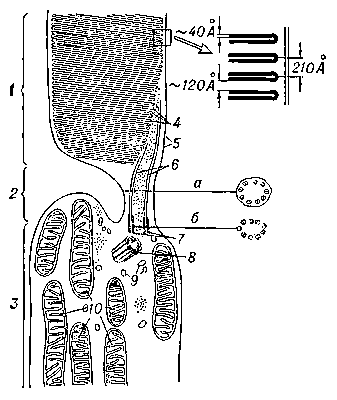 Ультраструктура наружного и внутреннего сегментов палочковой клетки кролика (схема): 1 — наружный сегмент; 2 — соединительное волокно; 3 — внутренний сегмент; 4 — диски наружного сегмента (справа вверху — при увеличении); 5 — наружная мембрана клетки; 6 — нити реснички; 7, 8 — центриоли (а, б — поперечные разрезы); 9 — эндоплазматическая сеть; 10 — митохондрии.