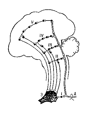 Рис. 2. Схема рефлекторной дуги с многоэтажной центральной частью: А — афферентный нейрон, Э — эфферентный нейрон; I—V уровни ветвей центральной части дуги.