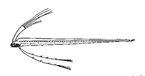Сельдяной король (Regalecus russellii).