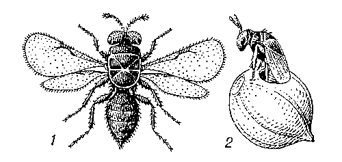 Кориандровый семеед: 1 — взрослое насекомое; 2 — выход семееда из плода кориандра.