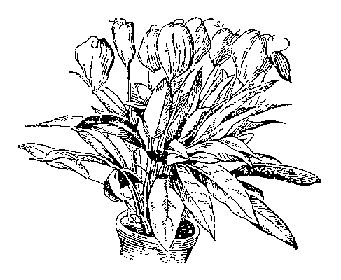 Антуриум (Anthurium Scherzerianum).