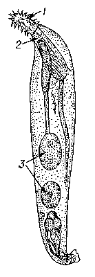 Скребень Acanthocephalus lucii из окуня: 1 — хоботок; 2 — влагалище хоботка; 3 — семенники.