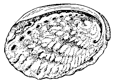 Морское ушко Haliotis tuberculata.