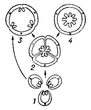Схема эволюции главнейших типов плодов и гинецеев: 1 — апокарпные; 2 — синкарпные; 3 — паракарпные; 4 — лизакарпные.