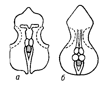 Рис. 2. Положение головного мозга в платибазальном (а) и тропибазальном (б) черепах.