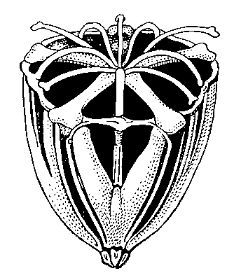 Аристотелев фонарь (вид сбоку): видны скелетные пластинки и выступающие кончики зубов (внизу).