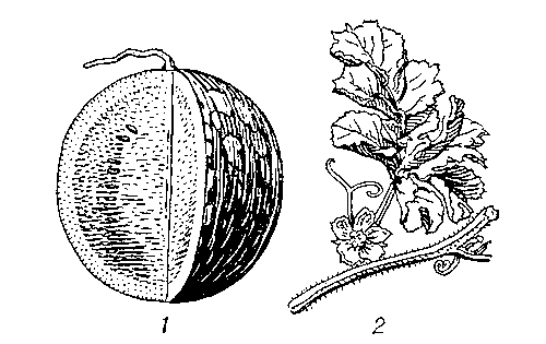 Арбуз столовый: 1 — плод в разрезе; 2 — часть стебля с листом и цветком.