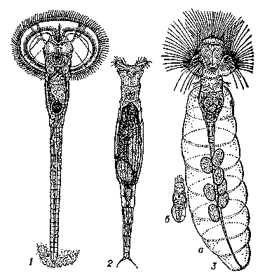 Рис. 2. Коловратки: 1 — Ptygura cephaloceros grande; 2 — Rotaria rotatoria; 3 — Collotheca trilobata: a — самка, б — самец.