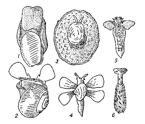 Заднежаберные моллюски: 1 — Scaphander lignarius; 2 — Limacina helicina; 3 — Umbraculum mediterraneum; 4 — Lobiger serradifalci; 5 — Clione limacina; 6 — Hedylopsis spiculifera.
