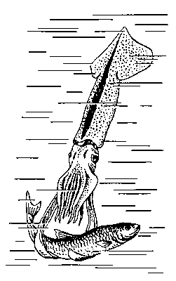 Кальмар (Ommastrephes sloanei pacificus), нападающий на рыбу.