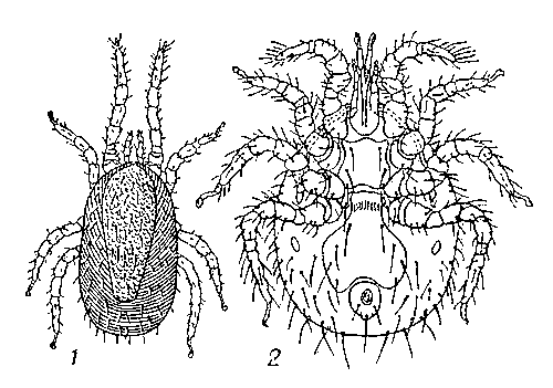 Гамазовые клещи: 1 — куриный клещ (самка со спинной стороны); 2 — крысиный клещ (самка с брюшной стороны).