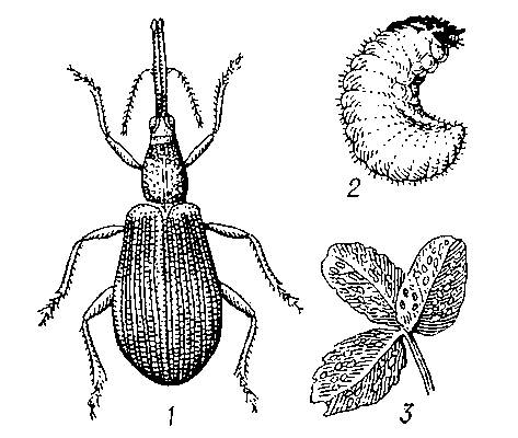 Клеверный долгоносик Apion apricans: 1 — жук; 2 — его личинка; 3 — лист клевера, поврежденный жуком.