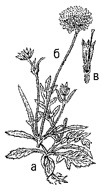 Короставник полевой: а — нижняя; б — верхняя часть растения; в — продольный разрез цветка.