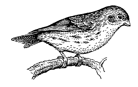 Канарейка (Serinus canaria).