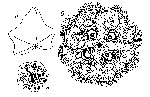 Рис. 1. Аксиальная симметрия: а — лист плюща; б — медуза Aurelia insulinda; в — цветок флокса. При повороте этих фигур вокруг оси симметрии равные части каждого из них совпадут друг с другом соответственно 1, 4, 5 раз (оси 1, 4, 5-го порядка). Лист плюща асимметричен.