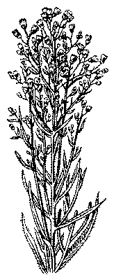 Мелколепестник едкий, верхняя часть растения.