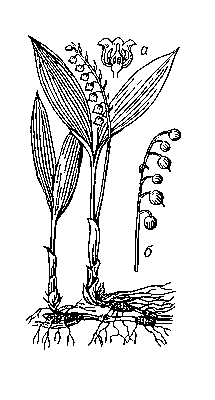 Ландыш майский: а — продольный разрез цветка, б — плоды.