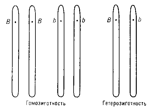 Схема гомо- и гетерозиготности по одной паре аллелей.