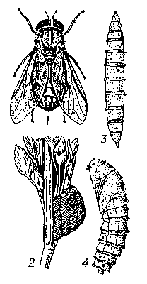 Слепень осенний: 1 — взрослое насекомое (самка); 2 — кладка яиц; 3 — личинка; 4 — куколка.