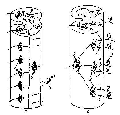 Рис. 1. Схема рефлекторной дуги спинального рефлекса: а — трёхнейронная дуга; б — двухнейронная дуга; Р — рецептор; Э — эффекторный орган; 1 — афферентный нейрон; 2 — вставочный нейрон; 3 — эфферентный нейрон.