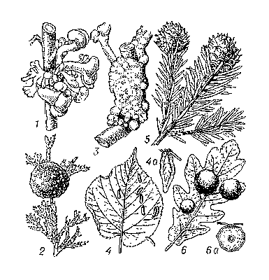 Галлы: 1 — на стебле китайской гречихи, вызванные головнёвым грибом Ustilago treubii; 2 — на виргинском можжевельнике («кедровые яблоки»), вызванные ржавчинным грибом Gymnosporangium juniperi virginianae; 3 — раковые галлы на яблоне, вызванные кровяной тлёй Myzoxylus laniger; 4 — мешковидные галлы на листе липы, вызванные клещом Eriophyes tilae; 4а — тот же галл в разрезе; 5 — сложные галлы на ели, вызванные тлёй Chaphalodes strobilinus; 6 — галлы на дубе, вызванные яблоковидной орехотворкой Diplolepis longiventris (нижний) и Diplolepis quercus folii (два верхних); 6а — тот же галл в разрезе.