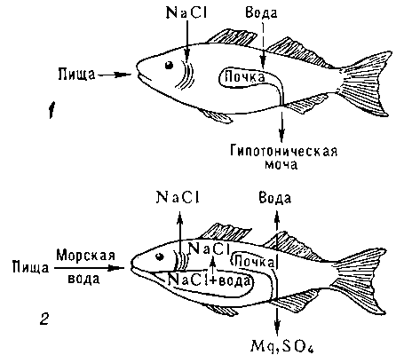 Осморегуляция у рыб: пресноводная рыба (1), морская костистая рыба (2); пунктиром обозначено движение воды по осмотическому градиенту. Пресноводные рыбы всасывают соли натрия жабрами; у морских костистых рыб клетки жаберного аппарата выделяют их. Почка морских рыб выделяет соли магния (сульфаты и др.), избыток которых поступает в организм рыб с пищей и морской водой.