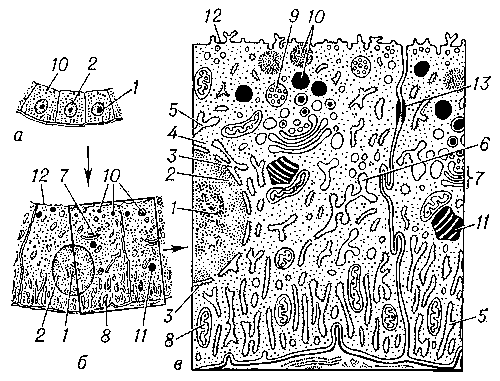 Рис. 1. Общий вид эпителиальной клетки животного при различном увеличении: а — в оптический микроскоп; б — при малом увеличении электронного микроскопа; в — при большом увеличении. Структуры ядра: 1 — ядрышко; 2 — хроматин (участки хромосом); 3 — ядерная оболочка. Структуры цитоплазмы: 4 — рибосомы; 5 — гранулярная (покрытая рибосомами) эндоплазматическая сеть; 6 — гладкоконтурная сеть; 7 — комплекс Гольджи; 8 — митохондрии; 9 — мультивезикулярные (многопузырьковые) тела; 10 — секреторные гранулы; 11 — жировые включения; 12 — плазматическая мембрана; 13 — десмосома.