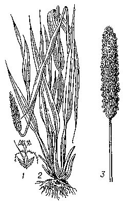 Лисохвост луговой: 1 — колосок; 2 — общий вид; 3 — соцветие.
