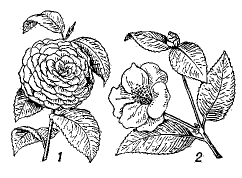 Камелия японская: 1 — культурная махровая форма; 2 — дикорастущее растение.
