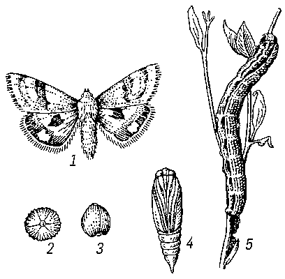 Люцерновая совка: 1 — бабочка; 2, 3 — яйцо сверху и сбоку; 4 — куколка; 5 — гусеница на поврежденном растении.